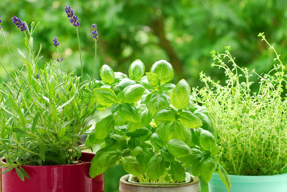 Pots of herbs and lavender help keep flies away outside. 